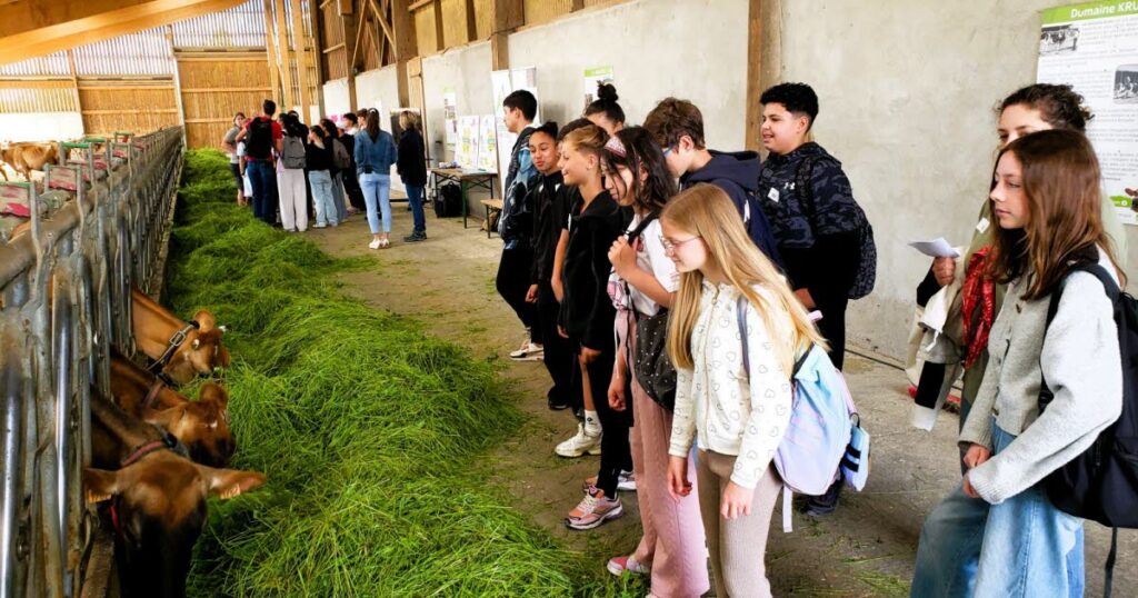 Collégiens de Berrwiller explorent les opportunités professionnelles à Bertschwiller
