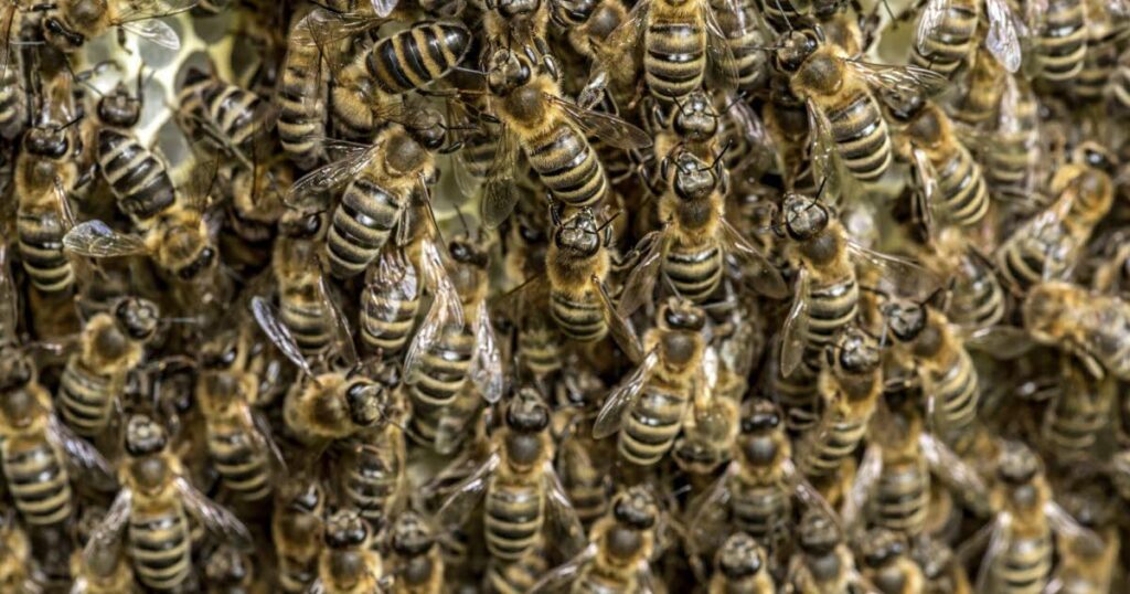 Colonie d’abeilles découverte dans le Bas-Rhin, suscitant des préoccupations locales.