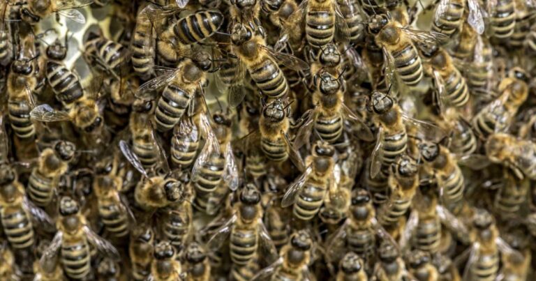Colonie d’abeilles découverte dans le Bas-Rhin, suscitant des préoccupations locales.