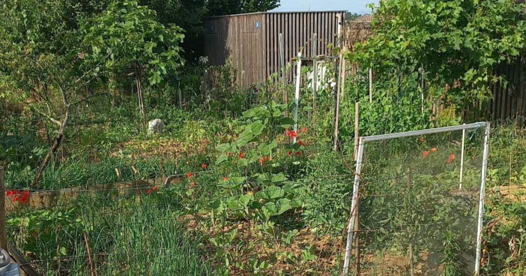 Vendenheim : des jardins familiaux jugés peu conviviaux par les habitants.