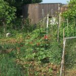 Vendenheim : des jardins familiaux jugés peu conviviaux par les habitants.