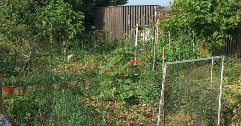 Vendenheim : des jardins familiaux jugés peu conviviaux par les habitants.