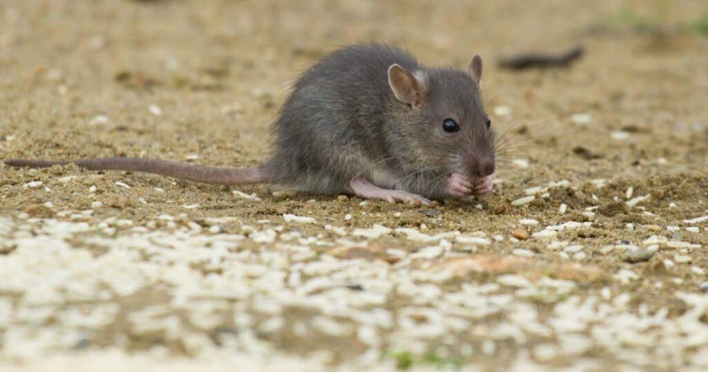 Enfant mordu par un rat dans une cour d’école de Rouen, la chaleur évoquée comme facteur.