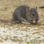 Enfant mordu par un rat dans une cour d&rsquo;école à Rouen, des témoignages évoquent la chaleur.
