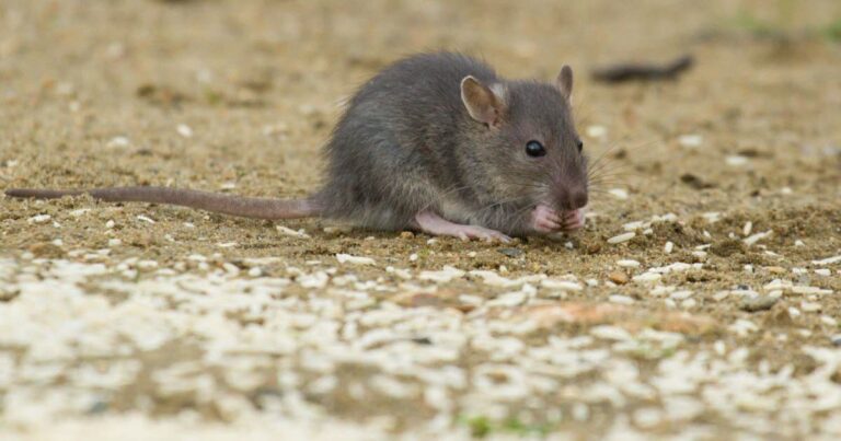 Enfant mordu par un rat dans une cour d’école à Rouen, des témoignages évoquent la chaleur.