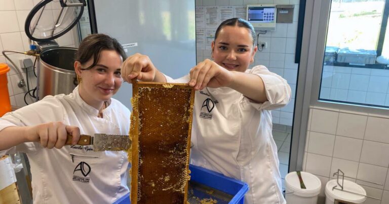 Récolte de miel au lycée hôtelier d’Illkirch-Graffenstaden grâce aux abeilles et aux élèves.