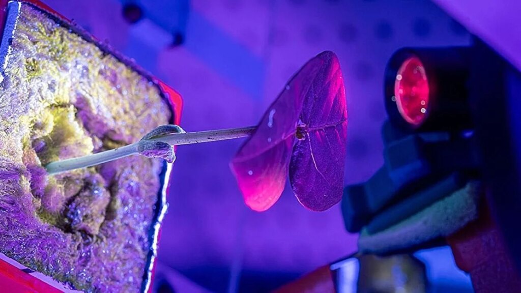 Des chercheurs explorent l’utilisation de plantes pour fabriquer des médicaments sur Mars.