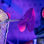 Des chercheurs explorent l&rsquo;utilisation de plantes pour fabriquer des médicaments sur Mars.