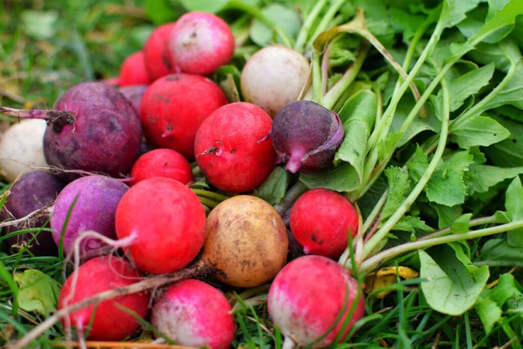 Radis : un légume bénéfique pour la santé cardiovasculaire selon des études récentes.