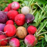 Radis : un légume bénéfique pour la santé cardiovasculaire selon des études récentes.