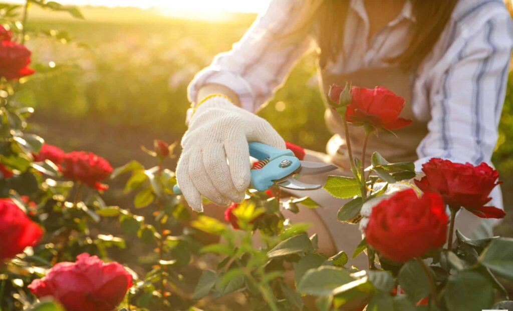 Entre roses flétries et feuilles abîmées, un entretien hebdomadaire préserve la santé des rosiers.