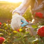 Entre roses flétries et feuilles abîmées, un entretien hebdomadaire préserve la santé des rosiers.