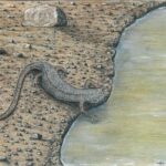 Découverte des plus anciens fossiles de salamandres en France révélant leur histoire évolutive.