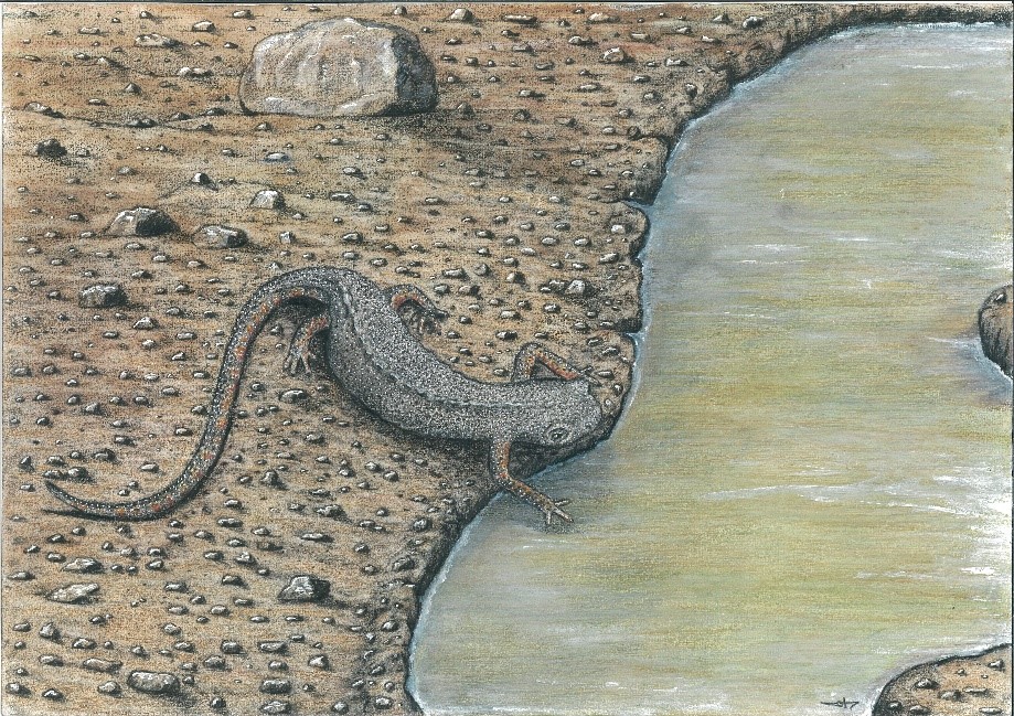 Découverte des plus anciens fossiles de salamandres en France révélant leur histoire évolutive.
