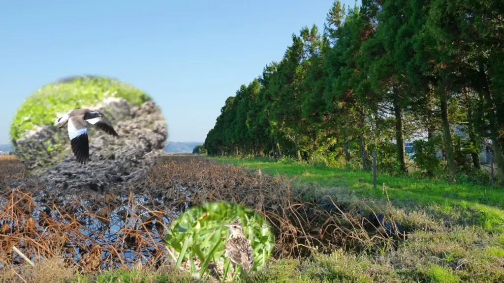 Une étude révèle que l’augmentation des arbres peut réduire la population d’oiseaux.