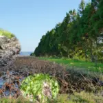 Une étude révèle que l’augmentation des arbres peut réduire la population d’oiseaux.