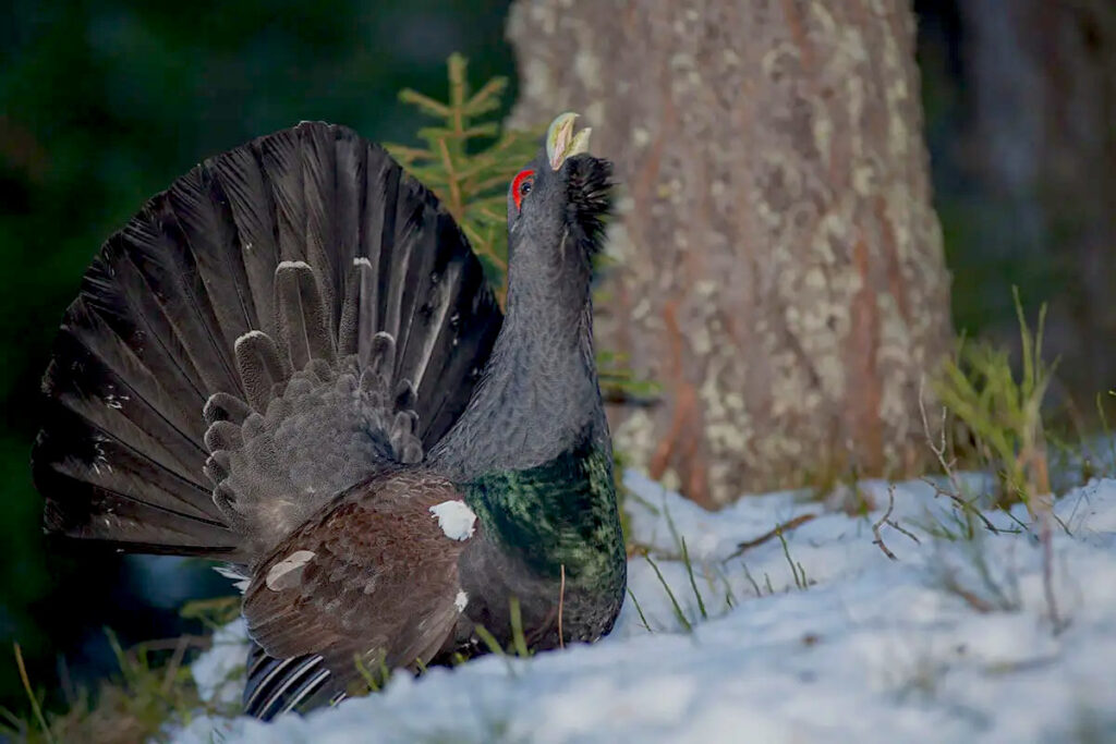 Deux oiseaux de montagne classés comme espèces protégées par le gouvernement.