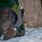 Deux oiseaux de montagne classés comme espèces protégées par le gouvernement.