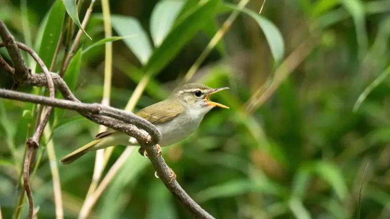 Découverte d’espèces d’oiseaux cachées au Japon grâce à l’analyse ADN.