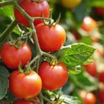 Une experte explique le rôle de la tomate dans la réduction du cholestérol.