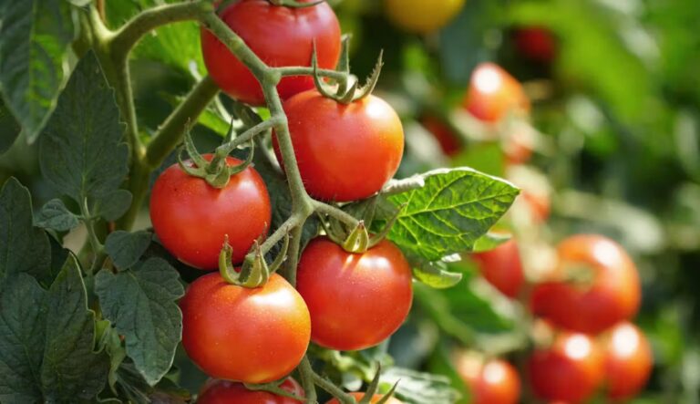 Une experte explique le rôle de la tomate dans la réduction du cholestérol.