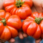 Les nutritionnistes examinent les bienfaits des tomates crues et cuites pour la santé.