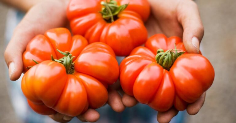Les nutritionnistes examinent les bienfaits des tomates crues et cuites pour la santé.