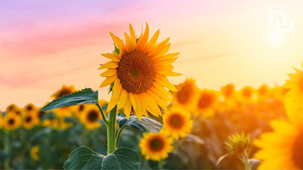 Solstice d’été 2026 : décalage horaire observé dans plusieurs régions du monde