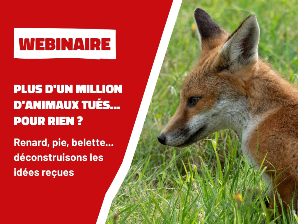 Webinaire : Plus d’un million d’animaux tués chaque année en France pour des raisons inutiles