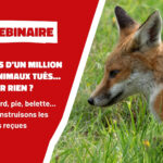 Webinaire : Plus d’un million d’animaux tués chaque année en France pour des raisons inutiles