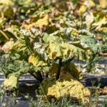 La canicule se termine en Suisse, la sécheresse demeure une préoccupation pour l&rsquo;agriculture.