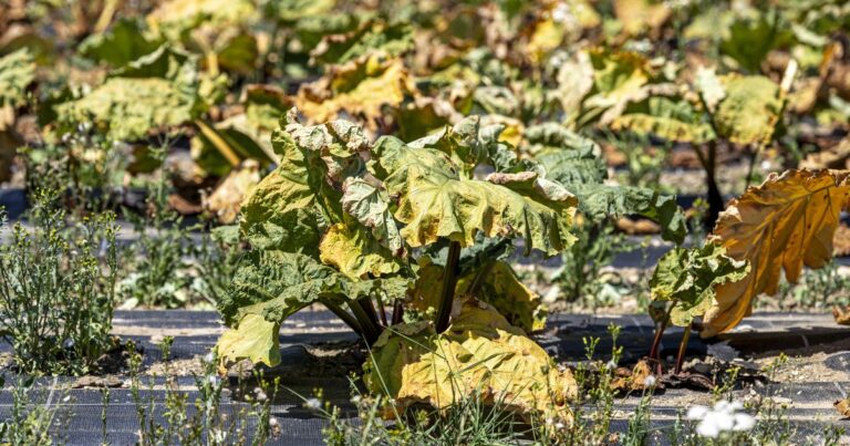 La canicule se termine en Suisse, la sécheresse demeure une préoccupation pour l’agriculture.