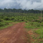 Levée du moratoire sur les exploitations forestières en RDC : les ONG expriment des inquiétudes.