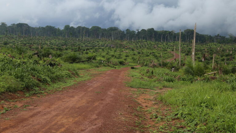 Levée du moratoire sur les exploitations forestières en RDC : les ONG expriment des inquiétudes.
