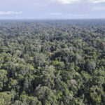 Le Cameroun relance un projet d’inventaire de son patrimoine forestier pour une gestion durable.