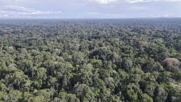 Le Cameroun relance un projet d’inventaire de son patrimoine forestier pour une gestion durable.