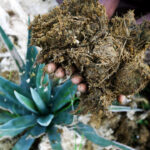 La culture de la fibre de sisal au Kenya face aux défis économiques et environnementaux.