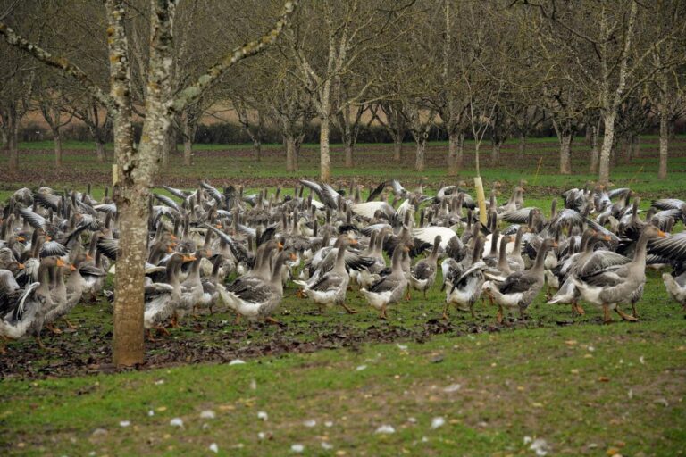 L’oie du Périgord obtient son IGP, un soutien pour la filière avicole locale.
