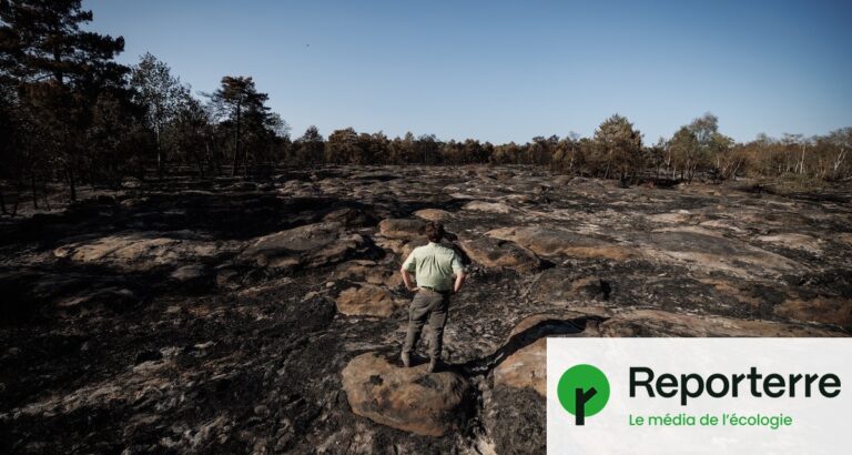 Incendies à Fontainebleau : la forêt continue de brûler sous terre malgré les efforts de lutte.