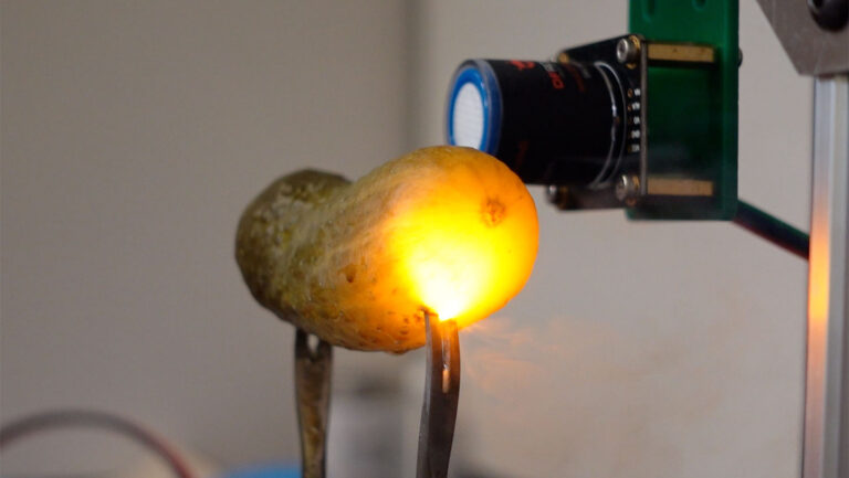Des chercheurs expliquent pourquoi les cornichons brillent lorsqu’ils sont branchés.