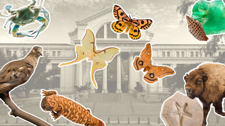 Une exposition à D.C. présente l’histoire naturelle de chaque État américain.