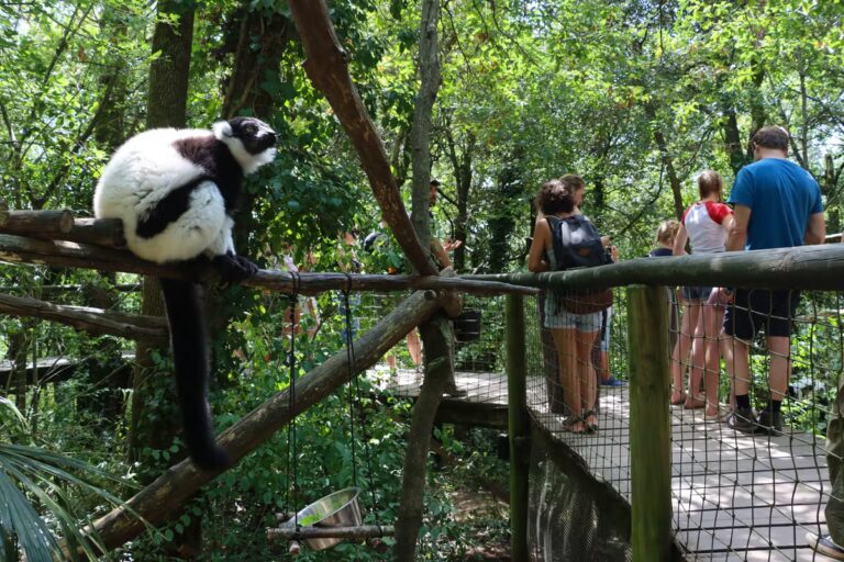 Vacances en famille : six parcs animaliers en France pour sensibiliser à la protection de la nature