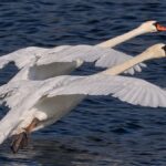 Des chercheurs alertent sur les vidéos animalières générées par l’IA et leur influence sur la perception de la nature.