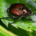 Cinq nouveaux scarabées japonais identifiés dans les Alpes-Maritimes par des chercheurs.