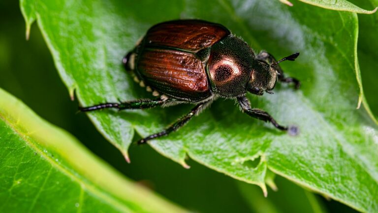 Cinq nouveaux scarabées japonais identifiés dans les Alpes-Maritimes par des chercheurs.