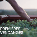 Premières vendanges en France : les agriculteurs s&rsquo;adaptent aux conditions climatiques.