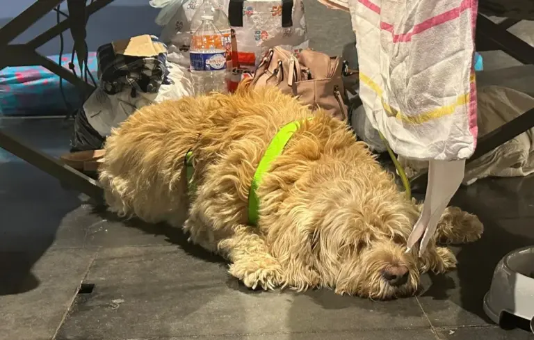 Incendie en Gironde : des réfugiés à Bordeaux, y compris des animaux en détresse