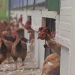 Canicule : Risque de pénurie de poulets après l&rsquo;hécatombe dans les élevages français