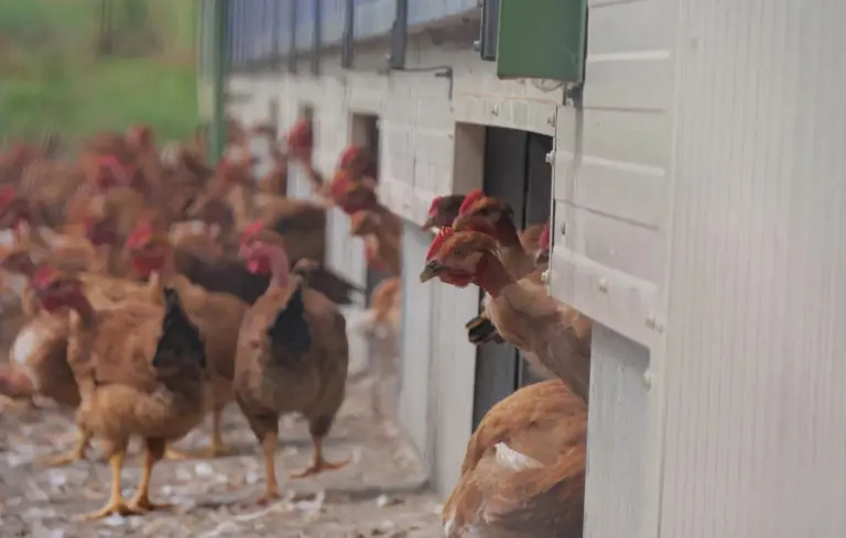 Canicule : Risque de pénurie de poulets après l’hécatombe dans les élevages français