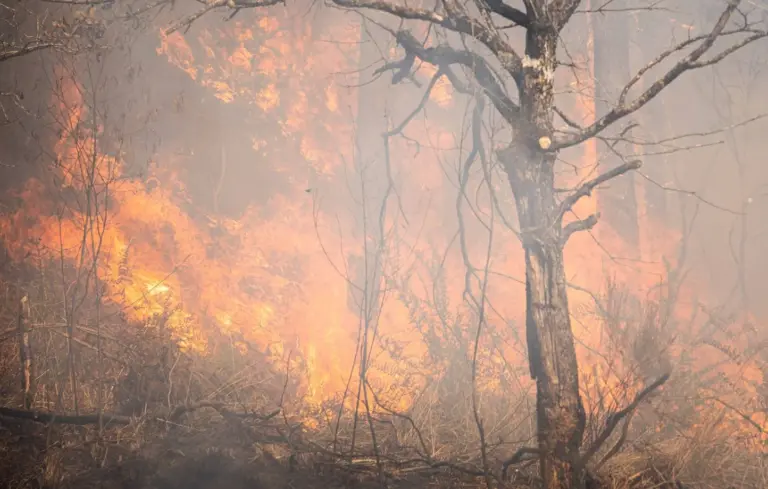 Incendie de forêt provoqué par une voiture en feu sur la route, enquête en cours.